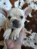 Blue, a male French Bulldog for sale in Peyton, CO – 1 of 4
