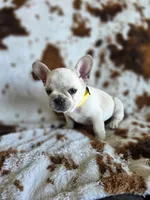 Yellow, a male French Bulldog for sale in Peyton, CO – 5 of 5