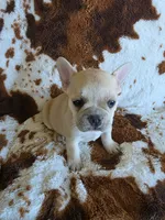 Pink, a female French Bulldog for sale in Peyton, CO – 4 of 4