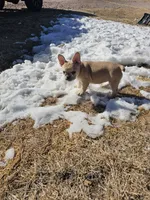 Sandy, a female French Bulldog for sale in Peyton, CO – Photo 5 of 5