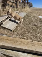 Sandy, a female French Bulldog for sale in Peyton, CO – Photo 4 of 5