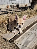 Sandy, a female French Bulldog for sale in Peyton, CO – Photo 3 of 5