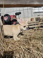 Sandy, a female French Bulldog for sale in Peyton, CO – Photo 2 of 5