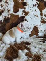 Orange, a male French Bulldog for sale in Peyton, CO – 3 of 5