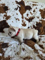 Red, a male French Bulldog for sale in Peyton, CO – 2 of 4