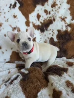 Red, a male French Bulldog for sale in Peyton, CO – 4 of 4