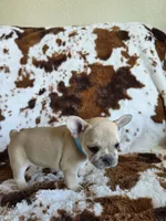 Light blue, a female French Bulldog for sale in Peyton, CO – 3 of 6