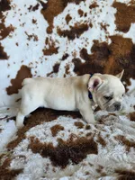 Blue, a male French Bulldog for sale in Peyton, CO – 3 of 4