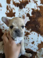 Light blue, a female French Bulldog for sale in Peyton, CO – 2 of 6
