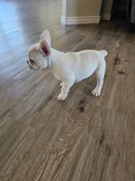 Spots, a female French Bulldog for sale in Peyton, CO – Photo 2 of 7