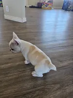 Spots, a female French Bulldog for sale in Peyton, CO – Photo 4 of 7