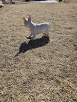 Spots, a female French Bulldog for sale in Peyton, CO – Photo 6 of 7
