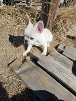 Spots, a female French Bulldog for sale in Peyton, CO – Photo 5 of 7