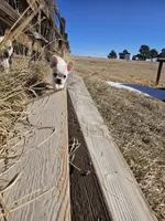 Spots, a female French Bulldog for sale in Peyton, CO – Photo 7 of 7