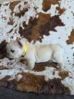 Yellow, a male French Bulldog for sale in Peyton, CO – 3 of 5