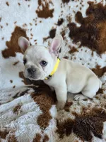 Yellow, a male French Bulldog for sale in Peyton, CO – 4 of 5