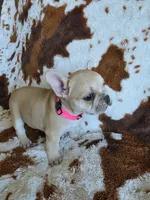 Pink, a female French Bulldog for sale in Peyton, CO – 3 of 4