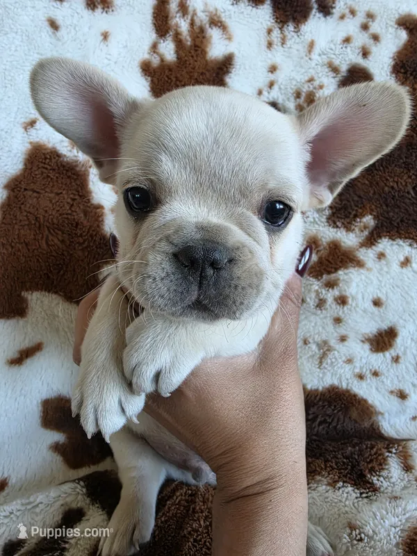 Yellow – French Bulldog puppy for sale in Peyton, CO