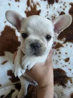Yellow, a male French Bulldog for sale in Peyton, CO – 1 of 5
