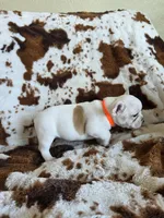 Orange, a male French Bulldog for sale in Peyton, CO – 5 of 5