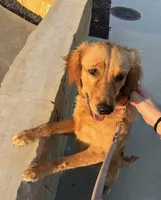 Summer , a female Golden Retriever for sale in Dallas, TX – 2 of 2