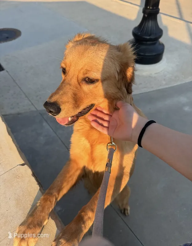 Summer  – Golden Retriever puppy for sale in Dallas, TX