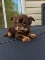 Benji, a male Yorkshire Terrier for sale in Allentown, PA – 2 of 2