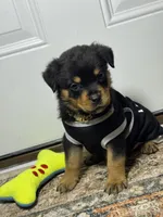 Ranger, a male Rottweiler for sale in Allentown, PA – 3 of 5