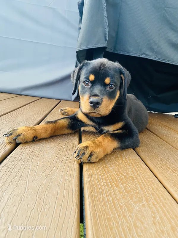 Massimo – Rottweiler puppy for sale in Allentown, PA