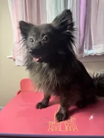 Cocoa, a male Pomeranian for sale in Allentown, PA – 3 of 5