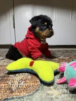  Xemena, a female Rottweiler for sale in Allentown, PA – 7 of 7
