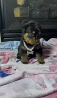 Sage , a female Rottweiler for sale in Allentown, PA – 2 of 4