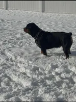 Kyrah, a female Rottweiler for sale in Allentown, PA – Photo 2 of 2