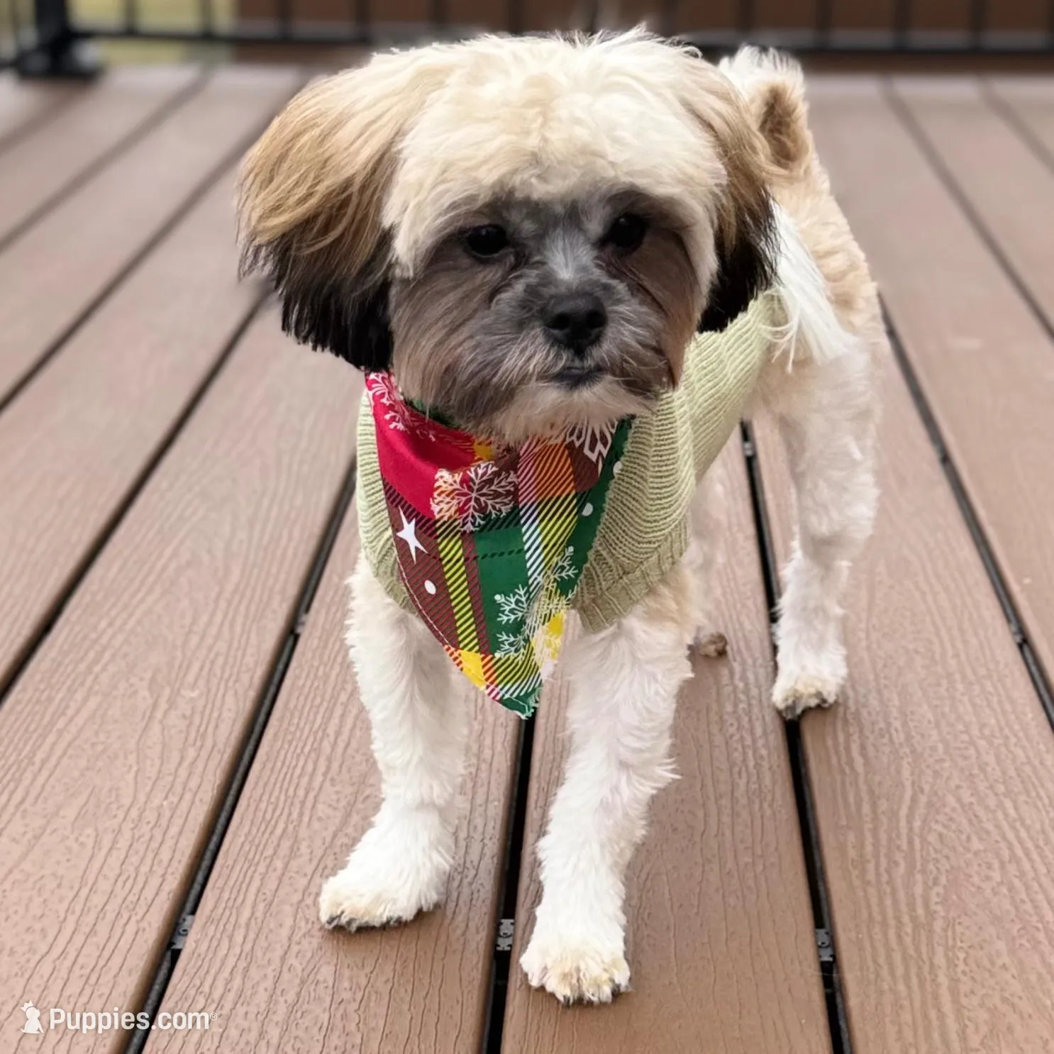 Teddy, a male Shih Tzu for sale in Allentown, PA – Photo 1 of 1