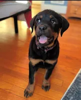 Aurora , a female Rottweiler for sale in Allentown, PA – 2 of 3