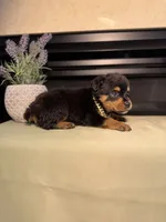 Zaxbys , a male Rottweiler for sale in Allentown, PA – 1 of 4