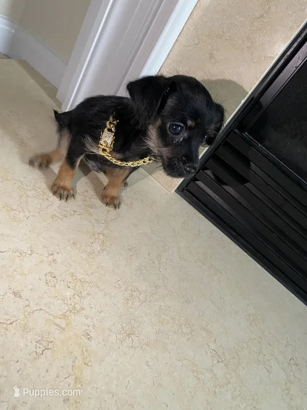 Brownie – Chihuahua puppy for sale in Allentown, PA