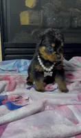 Sage , a female Rottweiler for sale in Allentown, PA – 3 of 4