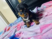 Sage , a female Rottweiler for sale in Allentown, PA – 4 of 4