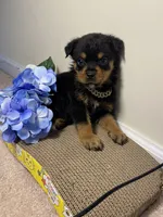 Vixen , a male Rottweiler for sale in Allentown, PA – 1 of 3