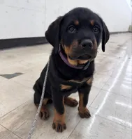 Aurora , a female Rottweiler for sale in Allentown, PA – 3 of 3