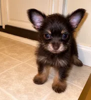 Eva, a female Yorkshire Terrier for sale in Allentown, PA – 2 of 2