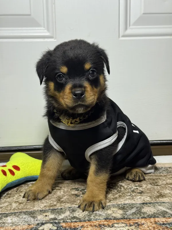 Ranger – Rottweiler puppy for sale in Allentown, PA