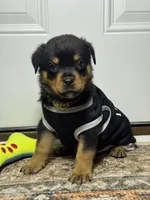 Ranger, a male Rottweiler for sale in Allentown, PA – 1 of 5