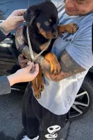 Sasha, a female Rottweiler for sale in Allentown, PA – 2 of 2