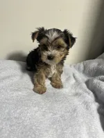 Bentley , a male Yorkshire Terrier for sale in Allentown, PA – 3 of 3