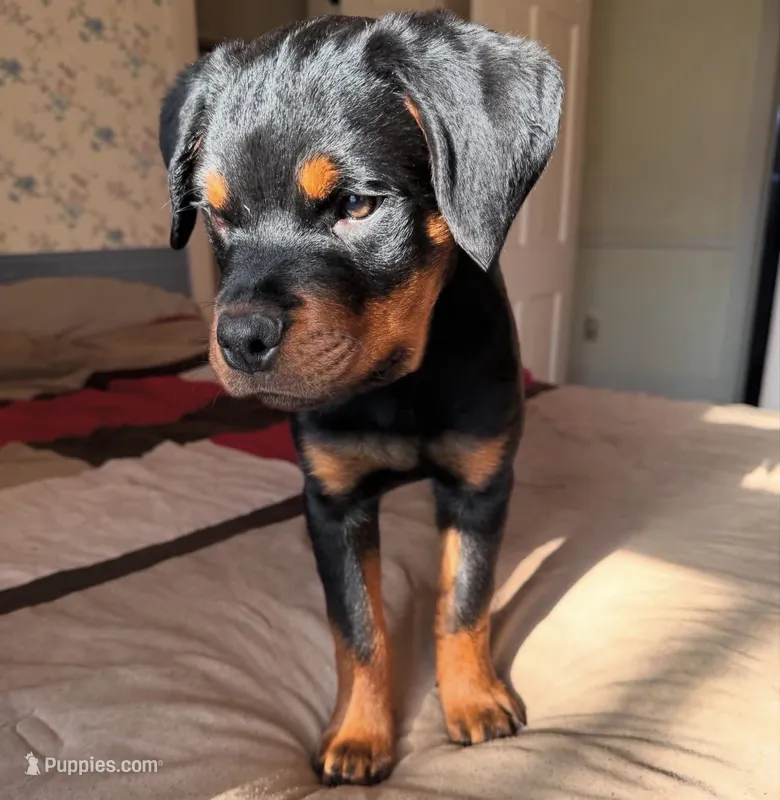 Massimo – Rottweiler puppy for sale in Allentown, PA