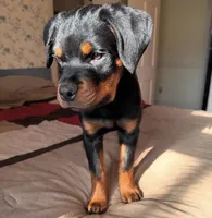 Massimo, a male Rottweiler for sale in Allentown, PA – 1 of 2