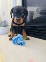 Axel, a male Rottweiler for sale in Allentown, PA – Photo 2 of 4