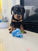 Axel, a male Rottweiler for sale in Allentown, PA – Photo 4 of 4